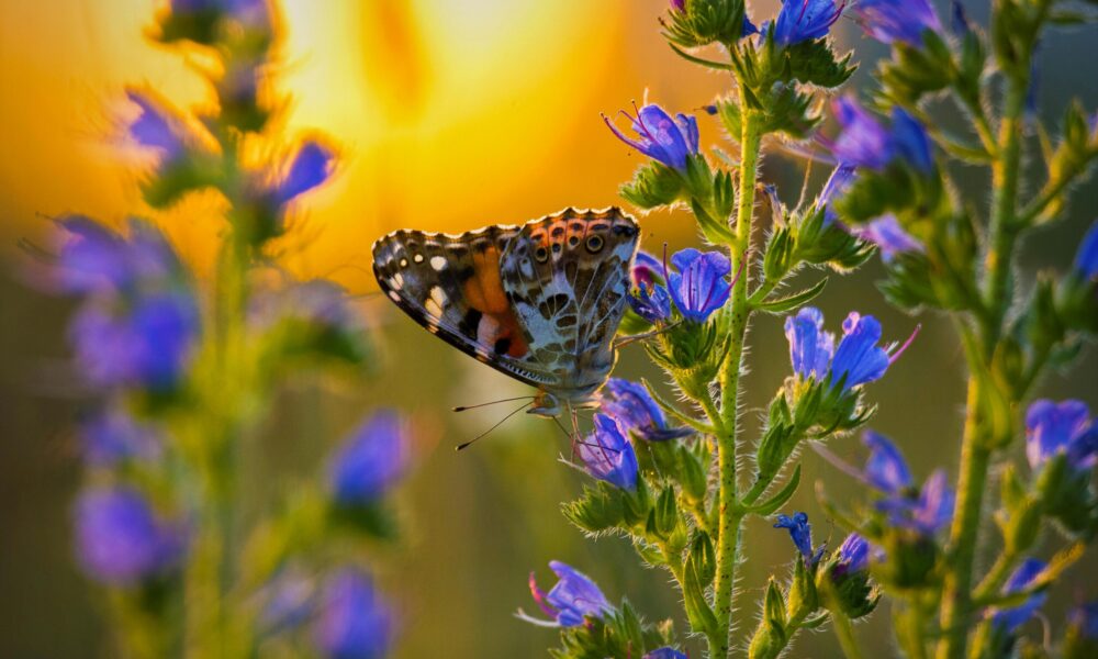 Pollinisateur1