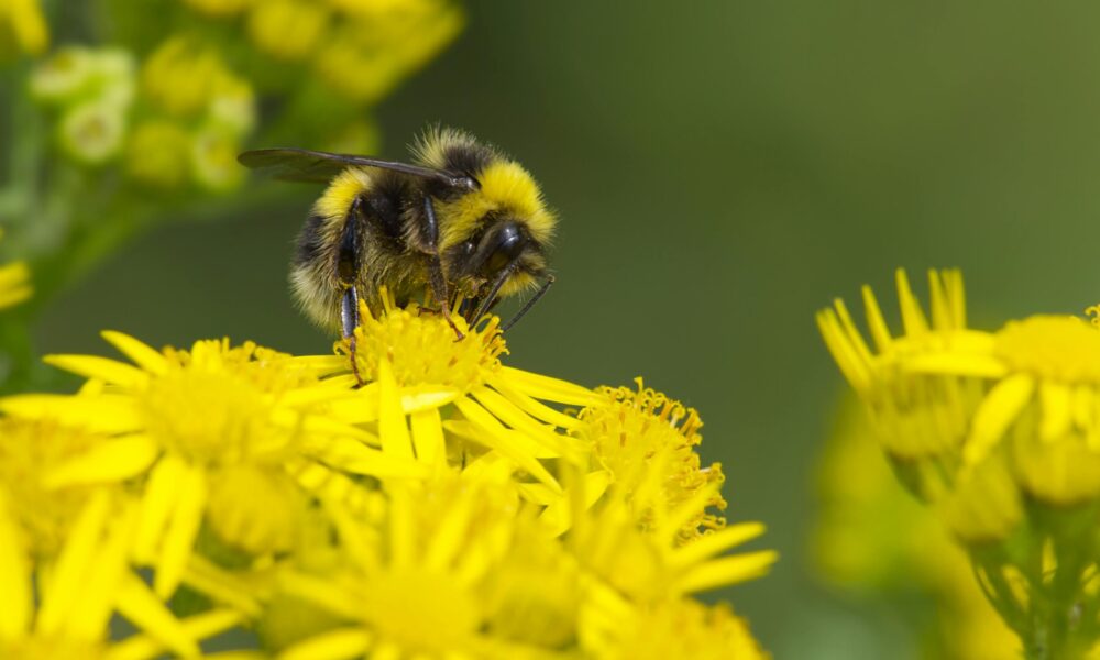 Pollinisateur2