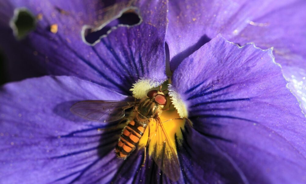 Pollinisateur4