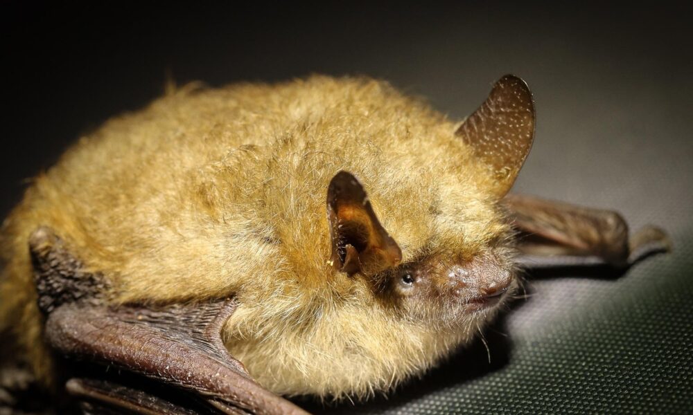 bat1