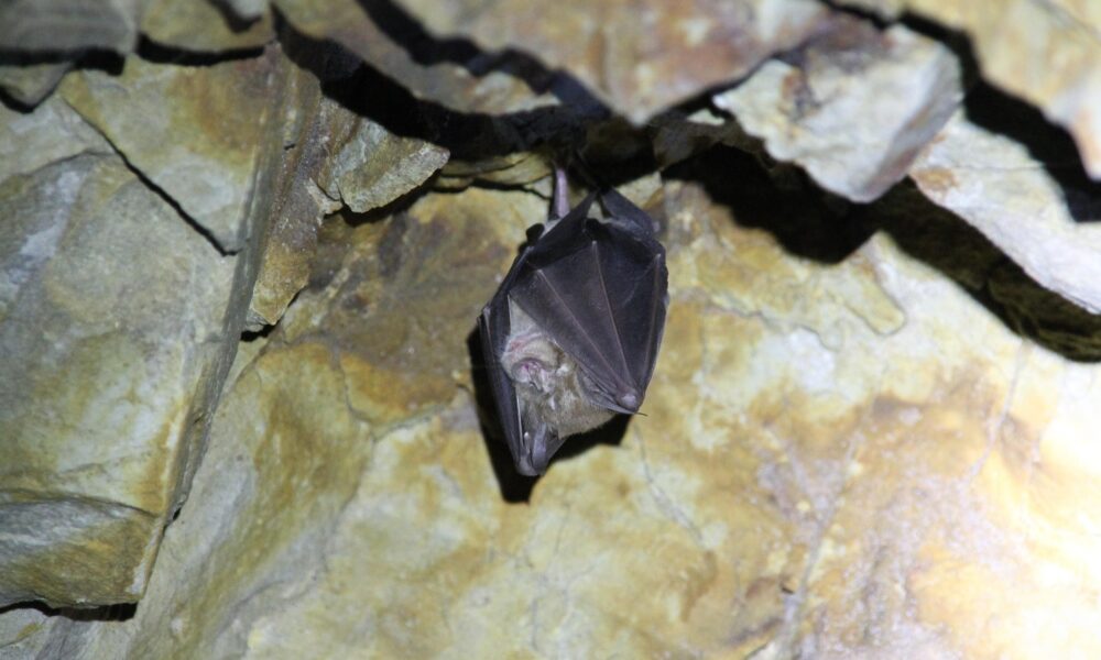 bat2
