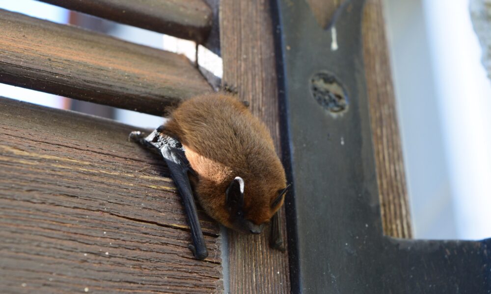 bat3