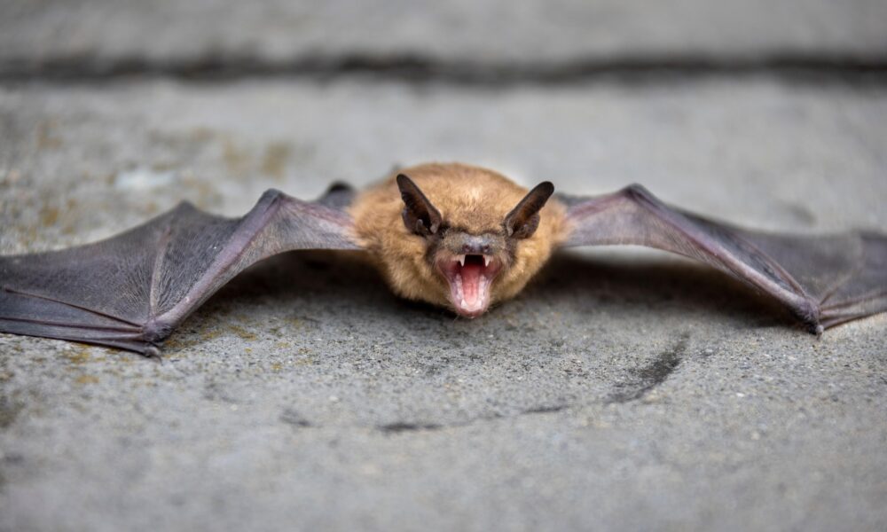 bat4